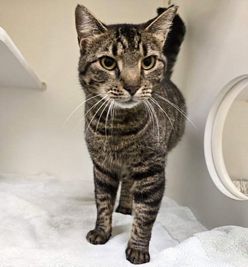 MONICA, Adult Domestic Short Hair (short coat), cat for adoption in Friendswood, Texas