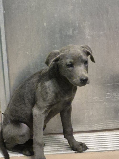 BUZZ LIGHTYEAR, an adoptable Pit Bull Terrier in Texas City, TX