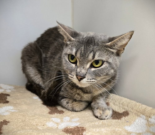 MINNOW, Young Domestic Short Hair (short coat), cat for adoption in Friendswood, Texas