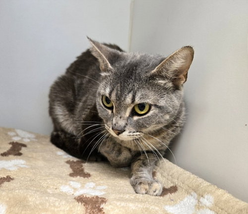 picture of the cat needing adoption
