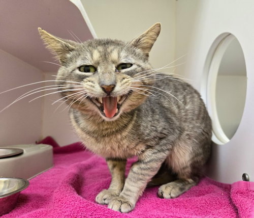 MR. SQUEAKS, Adult Domestic Short Hair (short coat), cat for adoption in Friendswood, Texas