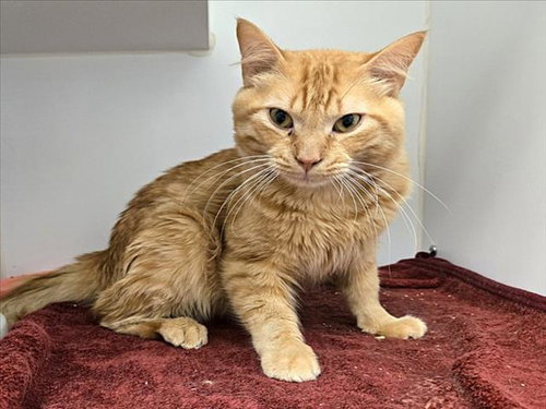 AUSTIN, Adult Domestic Medium Hair (medium coat), cat for adoption in Friendswood, Texas