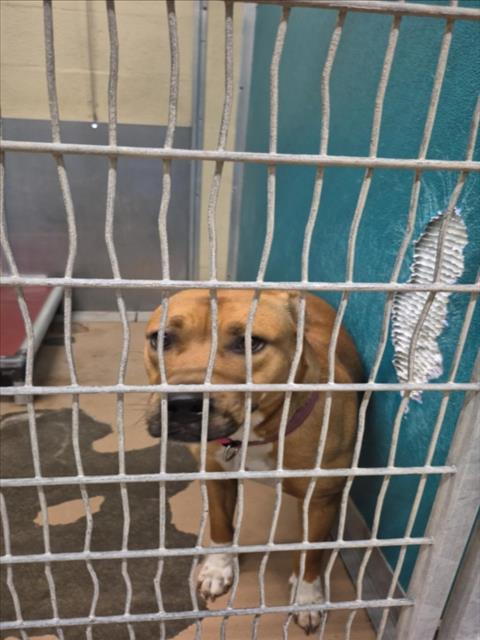 PIPER, an adoptable Pit Bull Terrier in Texas City, TX