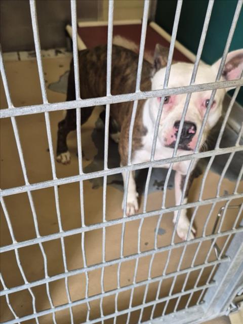 LOUIE, an adoptable Pit Bull Terrier in Texas City, TX