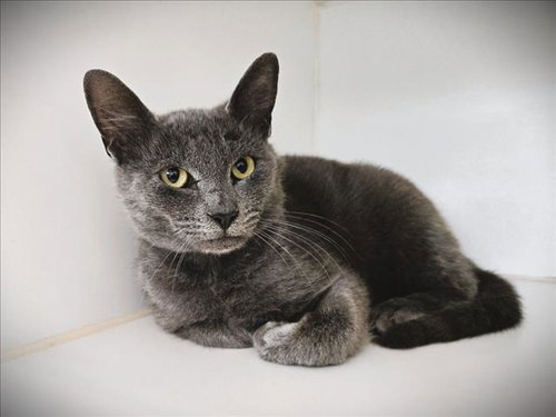NICOLAS CAGE, Adult Russian Blue / Mixed (short coat), cat for adoption in Friendswood, Texas