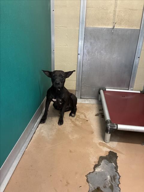 EVEREST, an adoptable Chihuahua in Texas City, TX