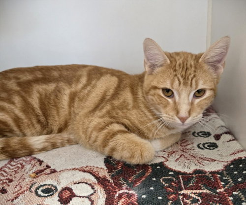NACHO, Adult Domestic Short Hair (short coat), cat for adoption in Friendswood, Texas