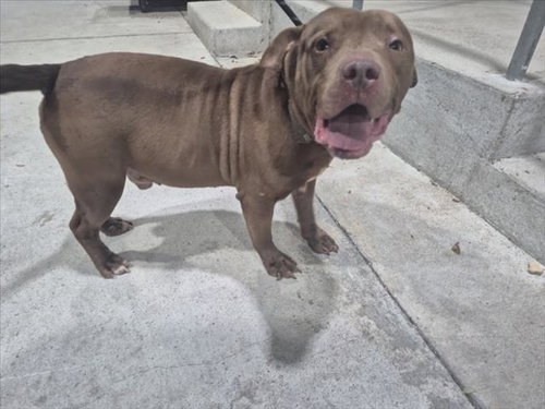 STAR, an adoptable Pit Bull Terrier in Texas City, TX