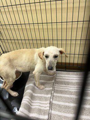 LEMON, an adoptable Labrador Retriever in Texas City, TX