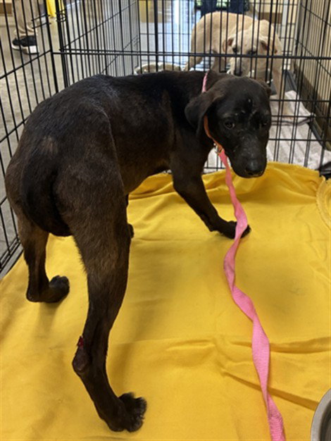 LICORICE, an adoptable Labrador Retriever in Texas City, TX