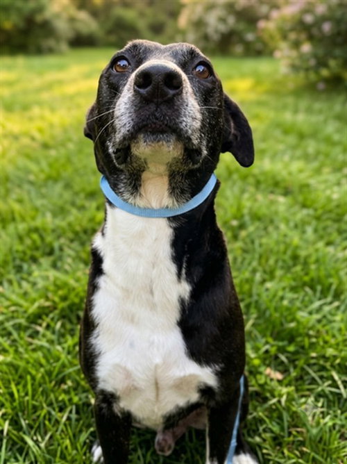 picture of the dog needing adoption