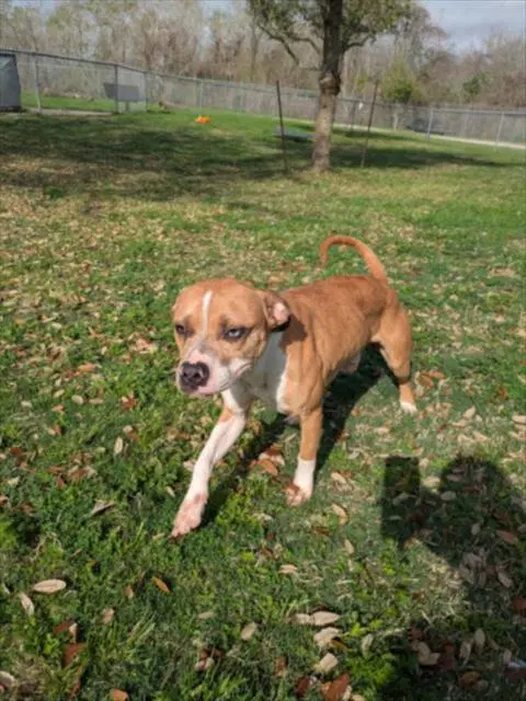 Simba - Boxer