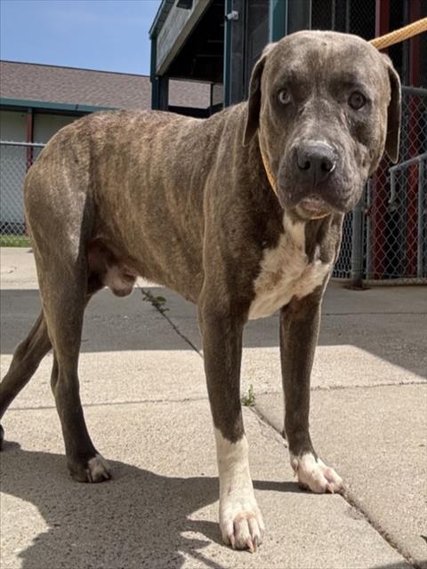 CYRUS, an adoptable Staffordshire Bull Terrier in Texas City, TX