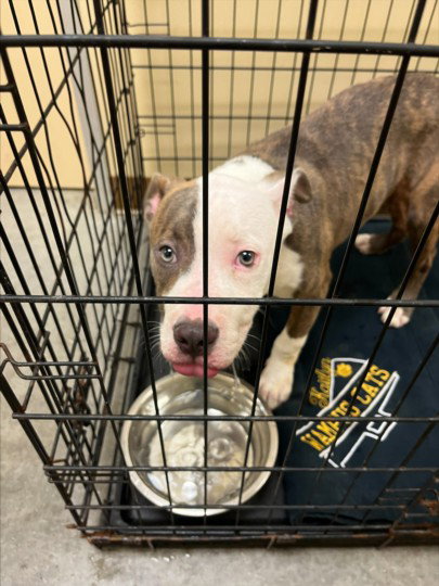 MIKEY, an adoptable Pit Bull Terrier in Texas City, TX