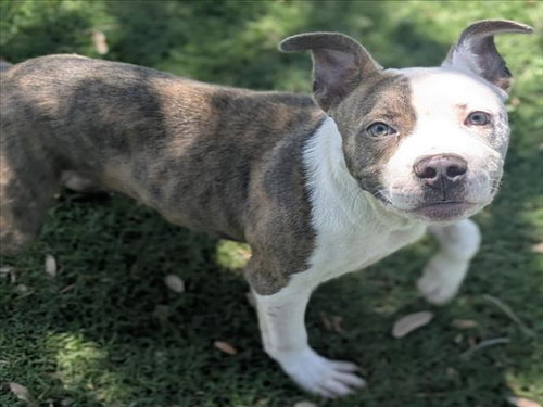 MIKEY, an adoptable Pit Bull Terrier in Texas City, TX