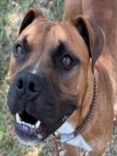 Ali - Boxer