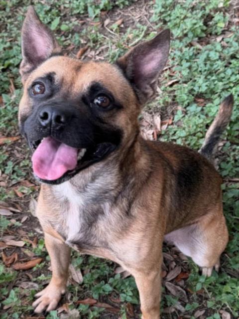 Rex
