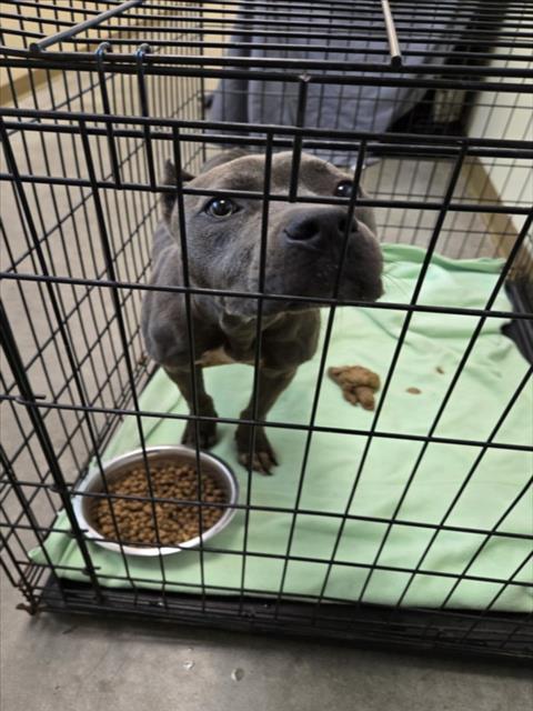 MISTY, an adoptable Pit Bull Terrier in Texas City, TX