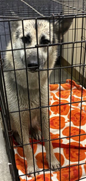 FERN, an adoptable German Shepherd Dog in Texas City, TX