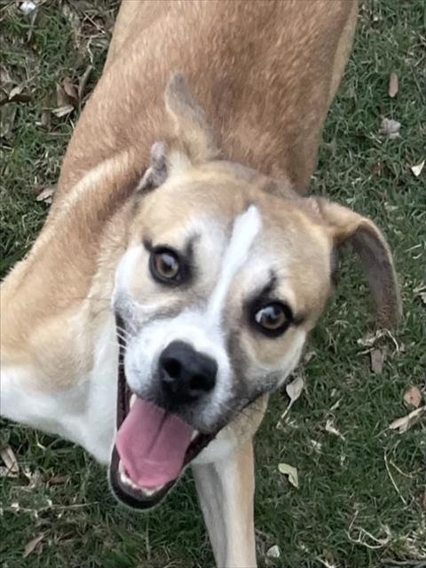 SNOOPY, an adoptable Beagle in Texas City, TX