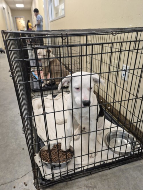 MARVEL, an adoptable Australian Cattle Dog in Texas City, TX