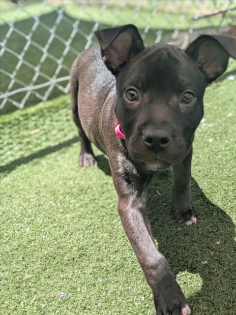 FIGGY, an adoptable Labrador Retriever in Texas City, TX