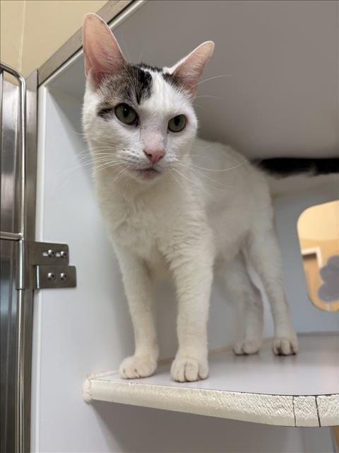 JERRELL, an adoptable Domestic Short Hair in Texas City, TX