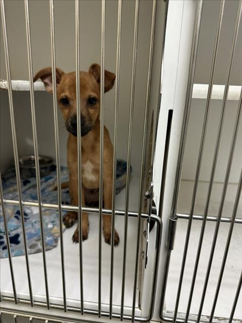 ROO, an adoptable Chihuahua in Texas City, TX