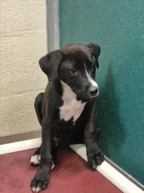 WOODY, an adoptable Pit Bull Terrier in Texas City, TX