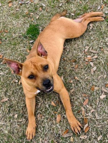 SUNNY, an adoptable Black Mouth Cur in Texas City, TX