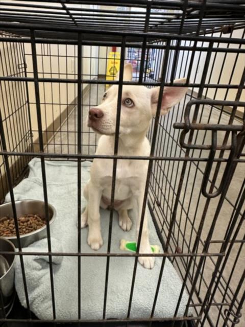 SAHARA, an adoptable German Shepherd Dog in Texas City, TX