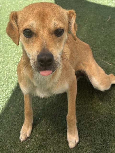 SANDY, an adoptable Chihuahua in Texas City, TX