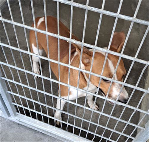 ROXY, an adoptable Rat Terrier in Texas City, TX