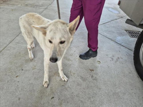 WINTER, an adoptable German Shepherd Dog in Texas City, TX