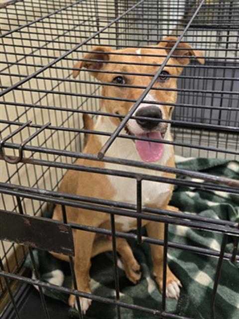 PHEONIX, an adoptable German Shepherd Dog in Texas City, TX