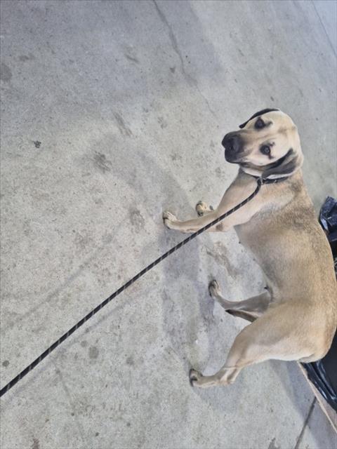 SUMMER, an adoptable Black Mouth Cur in Texas City, TX