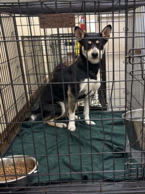 ROXIE, an adoptable German Shepherd Dog in Texas City, TX