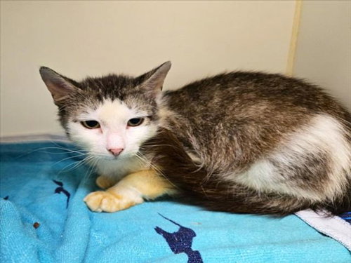 ROBIN, an adoptable Domestic Medium Hair in Texas City, TX