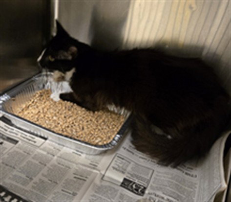 MANSON, an adoptable Domestic Medium Hair in Texas City, TX