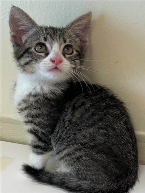 CHLOE, an adoptable Domestic Short Hair in Texas City, TX
