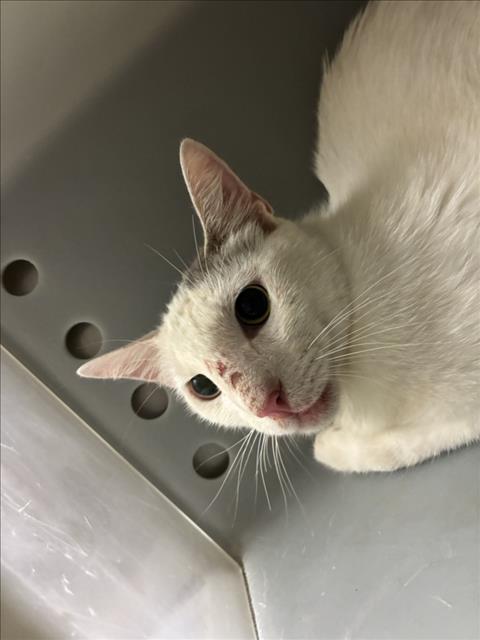 XANDER, an adoptable Domestic Short Hair in Texas City, TX