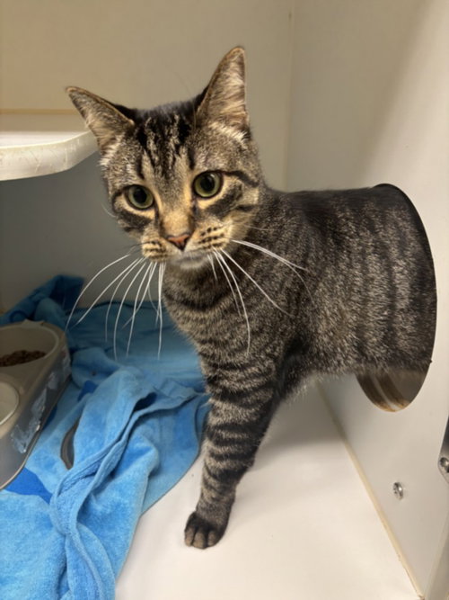 MAX, an adoptable Domestic Short Hair in Texas City, TX