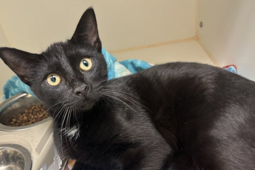 KOVU, an adoptable Domestic Short Hair in Texas City, TX