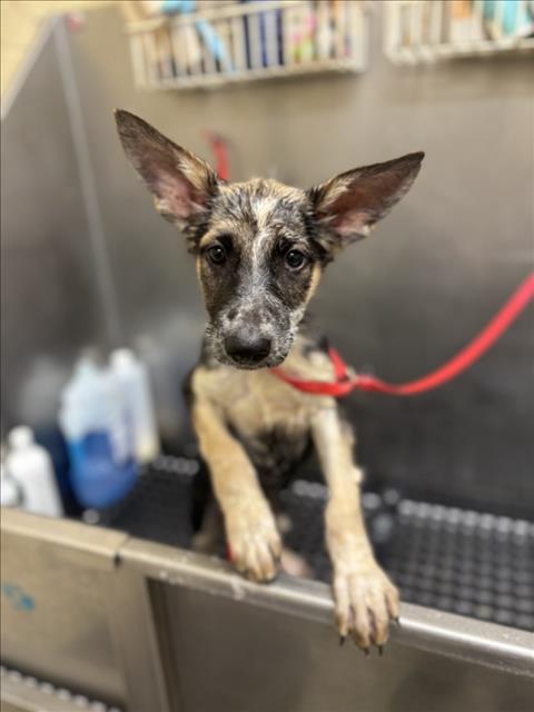 ATHENA, an adoptable German Shepherd Dog in Texas City, TX