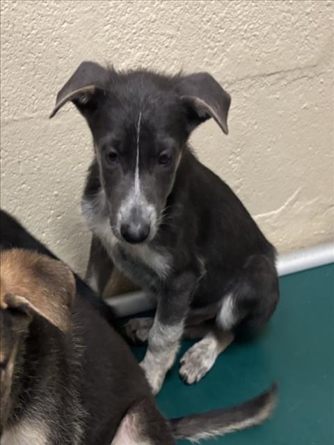 THOR, an adoptable German Shepherd Dog in Texas City, TX