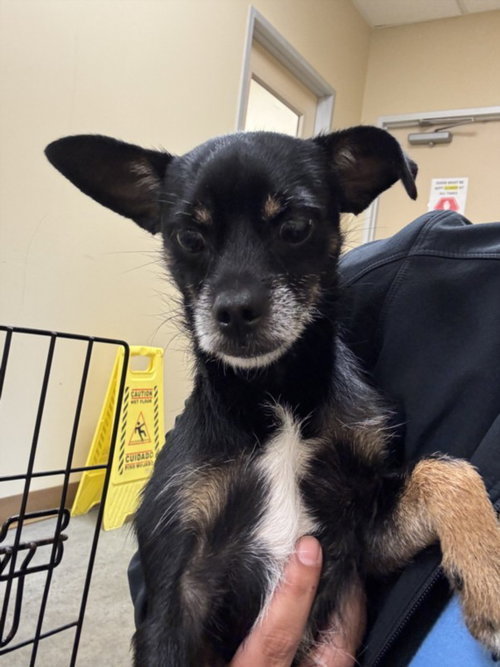 CHICO, an adoptable Chihuahua in Texas City, TX
