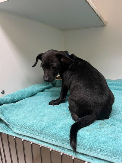 KEANU, an adoptable Chihuahua in Texas City, TX