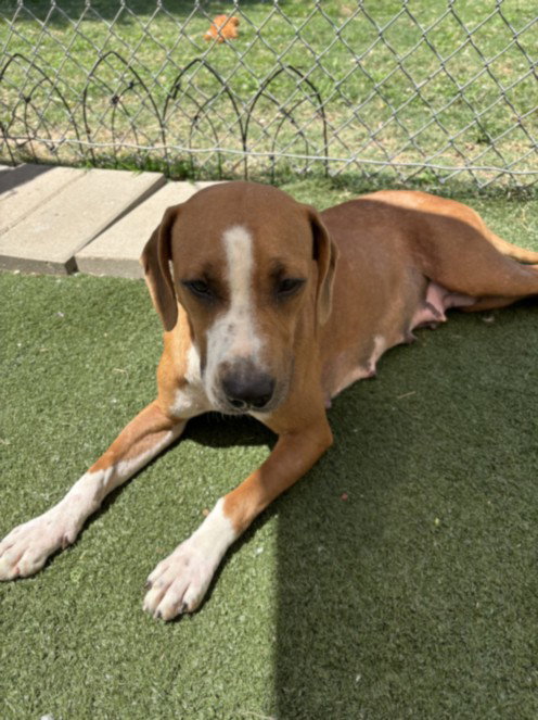 COFFEE CAKE, an adoptable Basset Hound in Texas City, TX