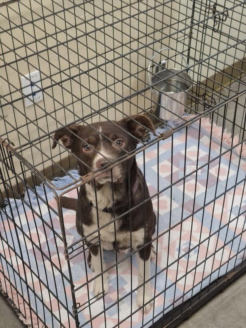BEAN, an adoptable Pit Bull Terrier in Texas City, TX
