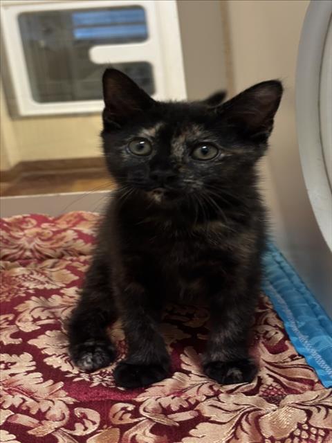 SIENNA, Baby Domestic Short Hair (short coat), cat for adoption in Friendswood, Texas